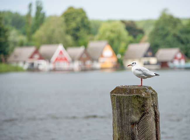 Hausboot Muritz Hausboot Auf Der Muritz Mieten Fleesensee Basis